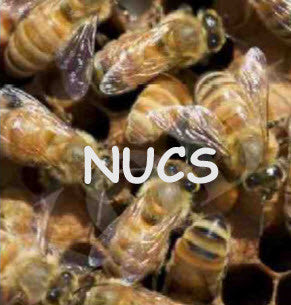 Bees in Nucs: Pick-up Santa Clarita