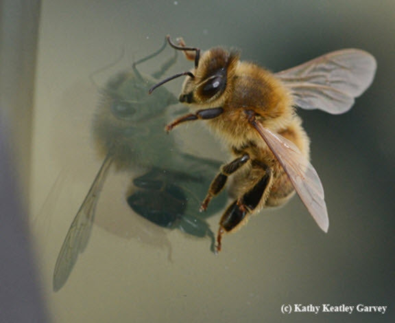 One Little Bee