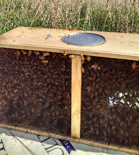 Bees in Boxes: How Did They Get In There?
