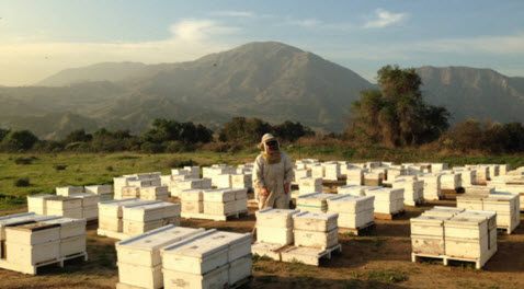 Commercial Beekeepers: The Unsung Heroes of the Nut Business