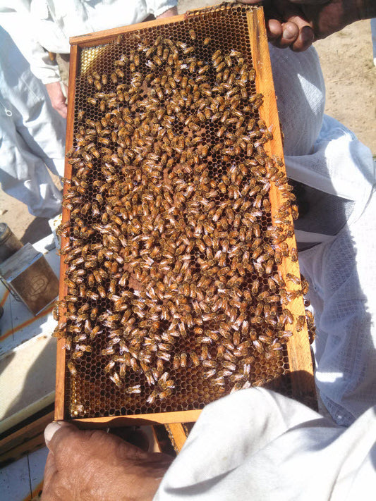 Beekeeping Class 101 - Class #5: Hive Management and Care of My Honey Bees