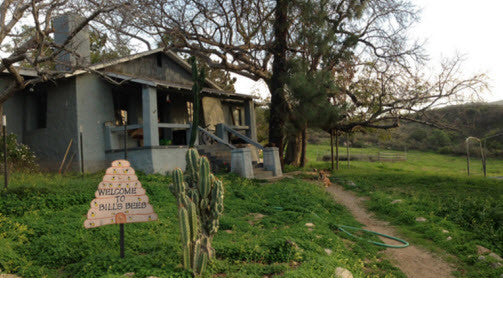 Bill's Bees Go to the Almonds