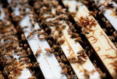 Bees in NUCs