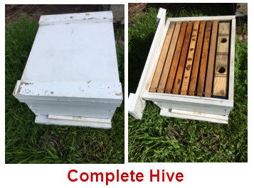 Bees Complete Hive: Pick-up Santa Clarita
