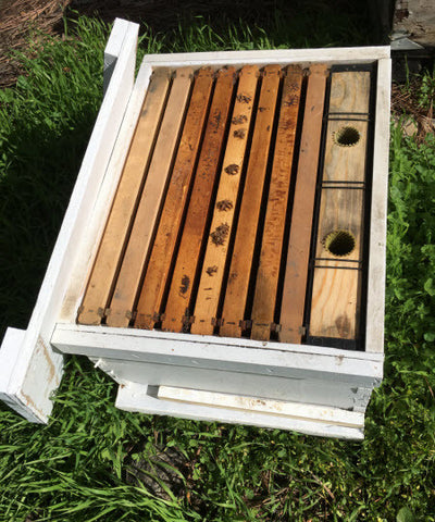 Bees Complete Hive: Pick-up location Santa Clarita